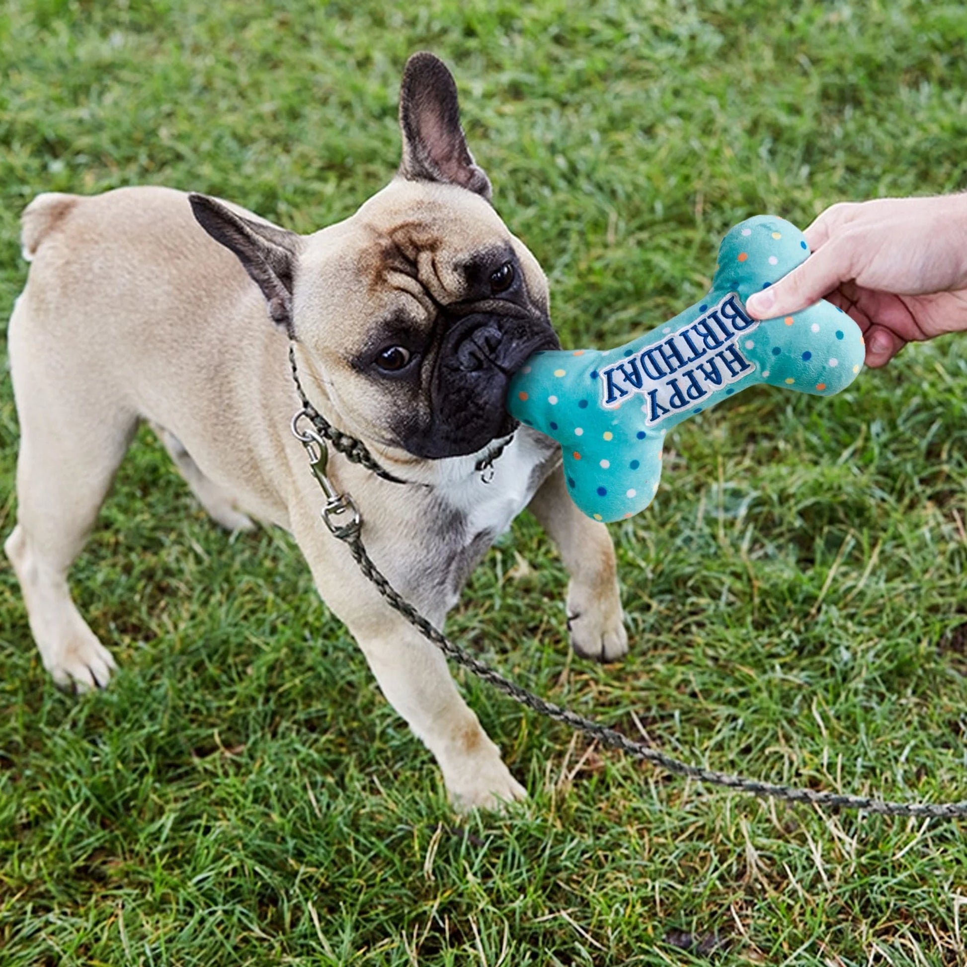 Dog Birthday Toys, Plush Dog Crinkle Squeaky Toys, Dog Chew Toys Bone